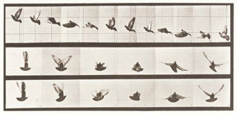 Pigeon Flying, plate no. 755