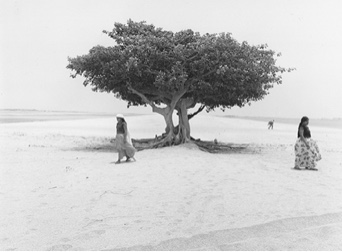 Tree of Life, Mexico, 1982