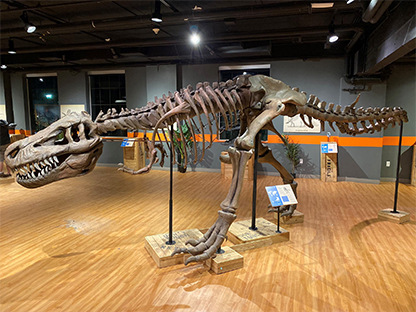 A dinosaur skeleton on display