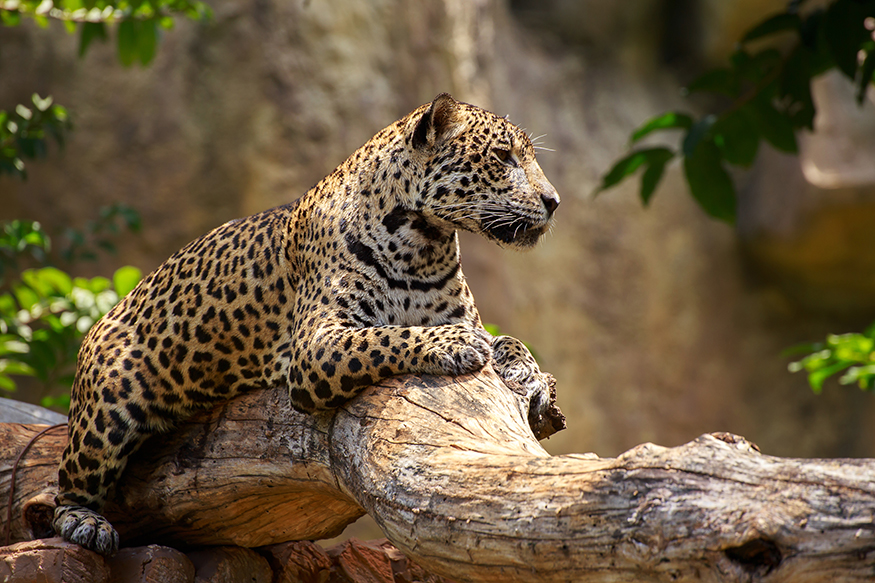 Jaguar on branch