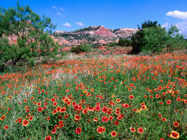 Amarillo Landscape