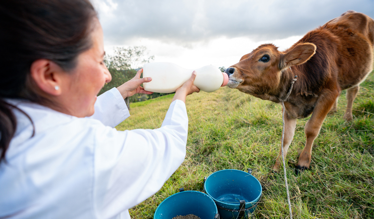 Veterinarian with cows