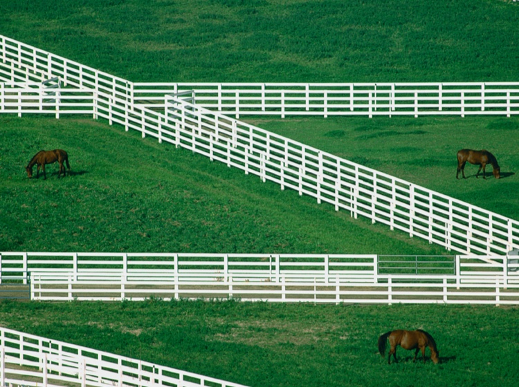 Vast fields with grazing horses