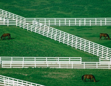 Vast fields with grazing horses