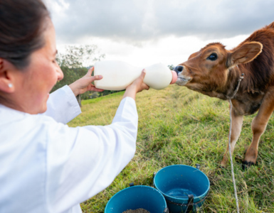 Veterinarian with cows