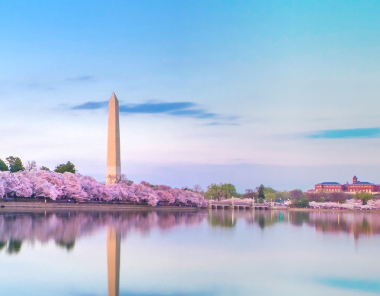 Cherry blossoms in front of the Washington Monument in Washington D.C.