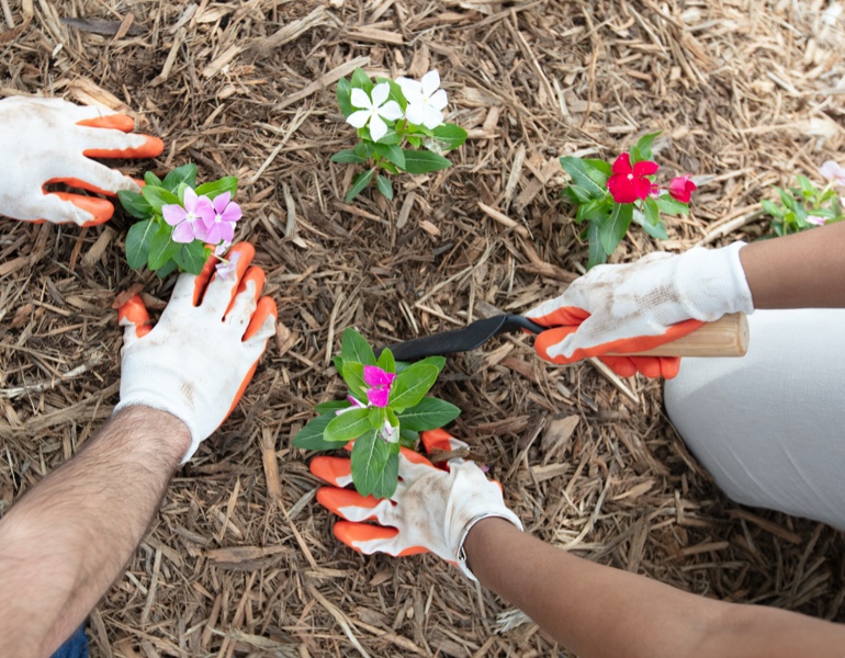 hands planting