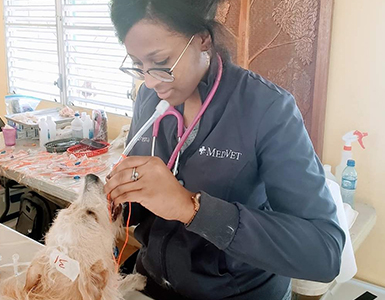 Veterinarian examining a dog